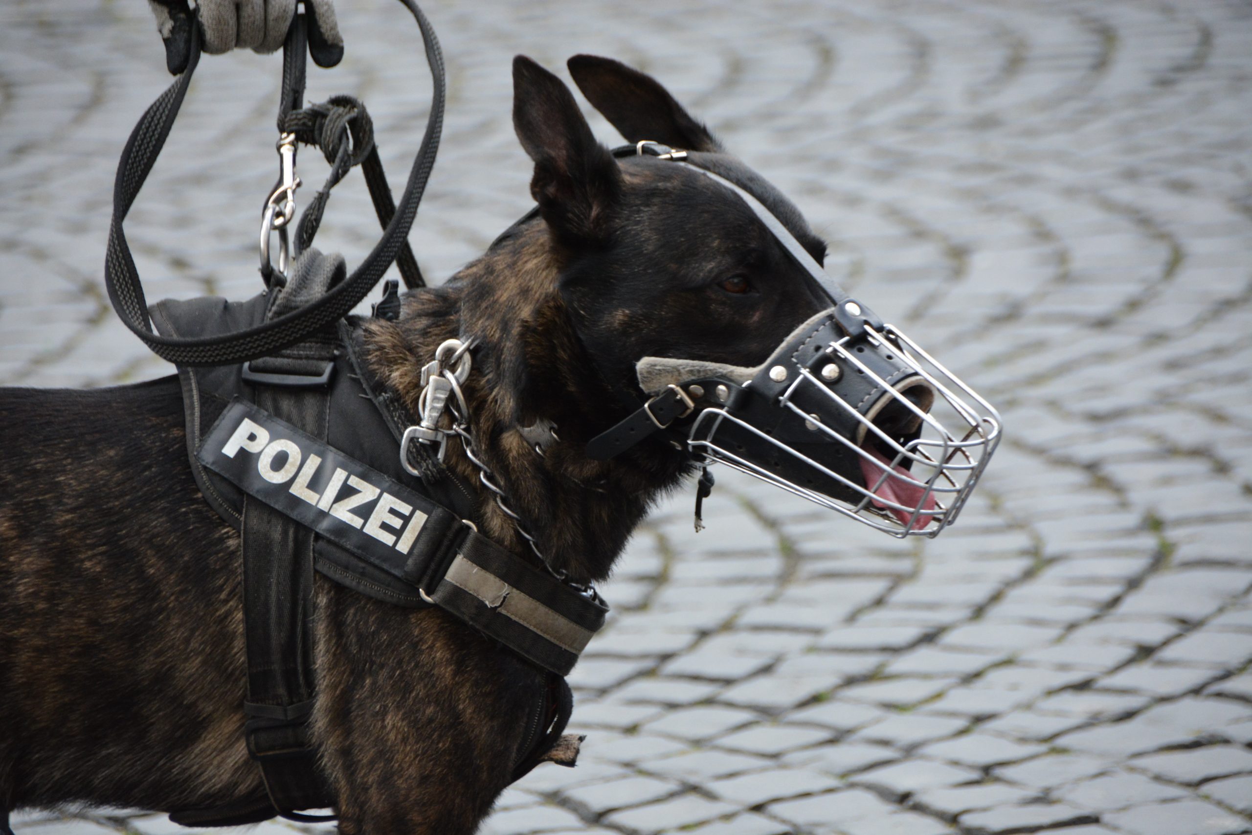 Polizei-Hund